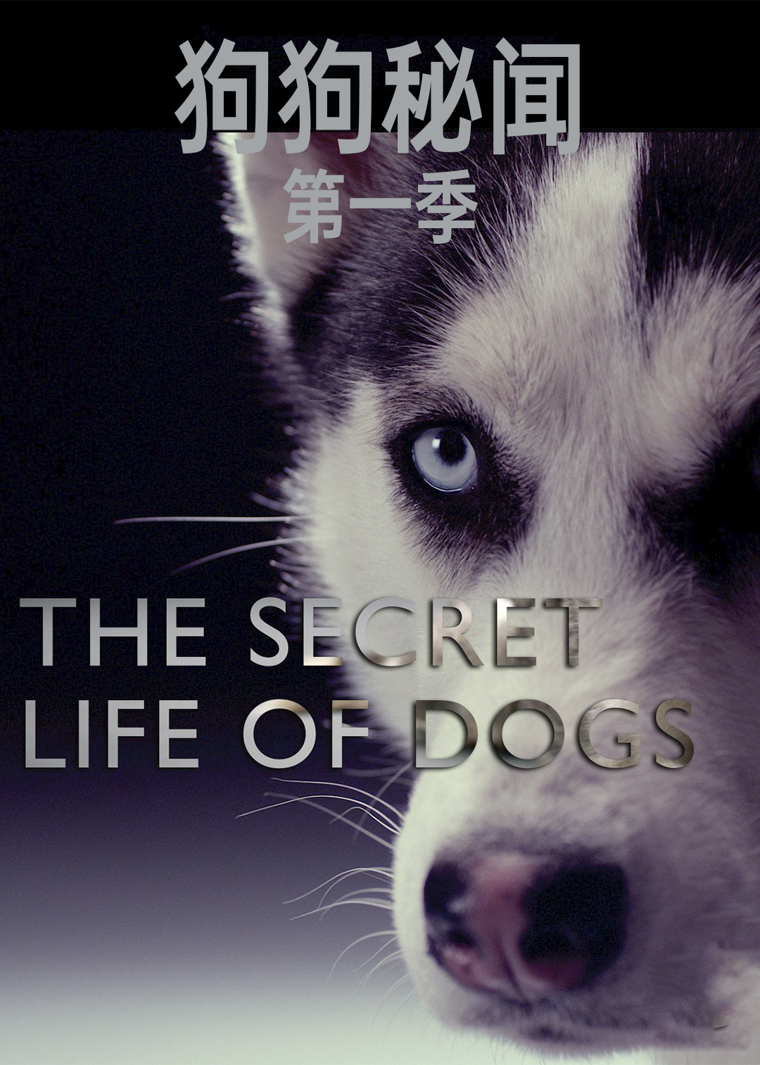 狗狗秘闻第一季