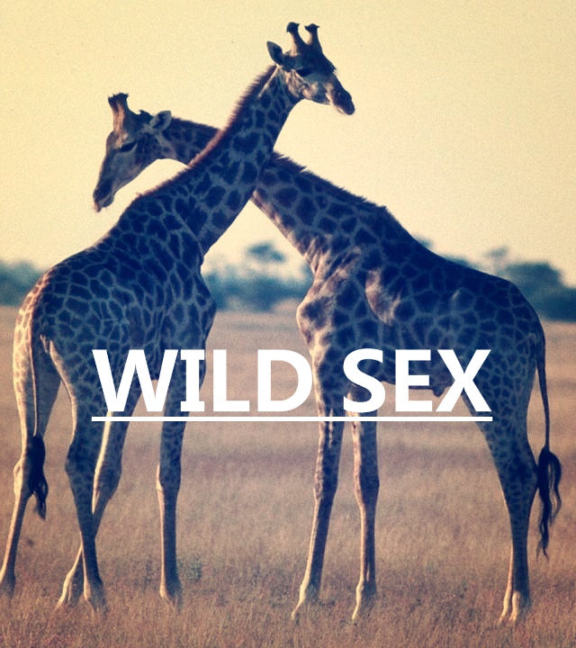 动物的情欲世界