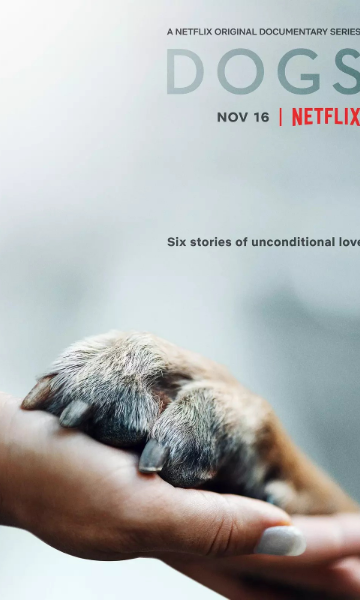 爱犬情深第一季